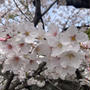 春休み最終日♡大垣市でお花見と新規開拓ランチ＊本日は。