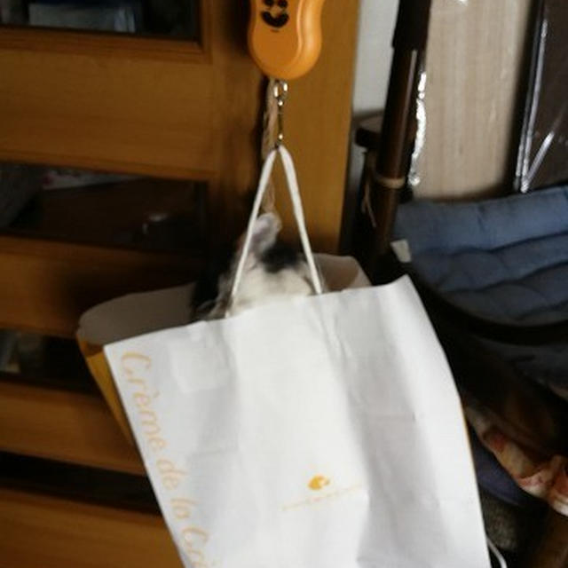 【小梅・さくら・桃之介通信】体重測定の秘密兵器♪