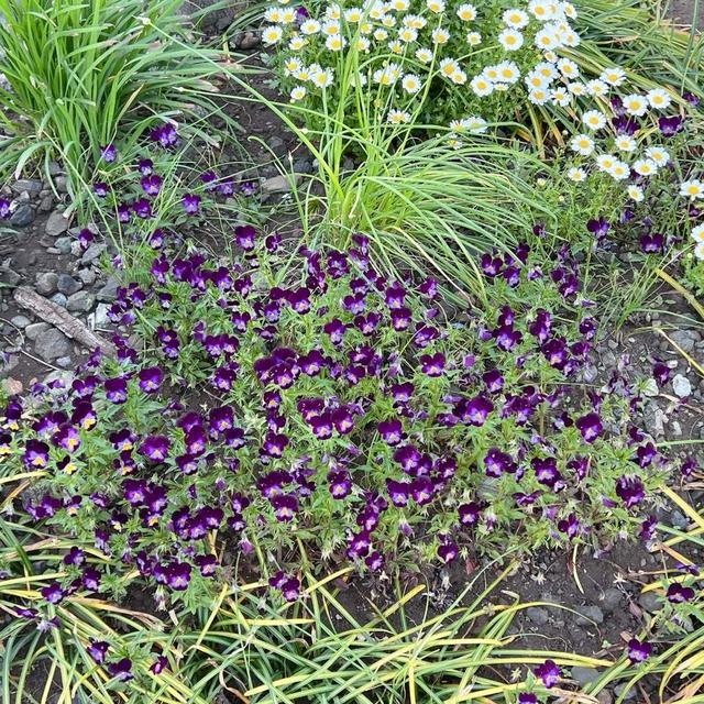 ムコ殿と畑で苗植え。