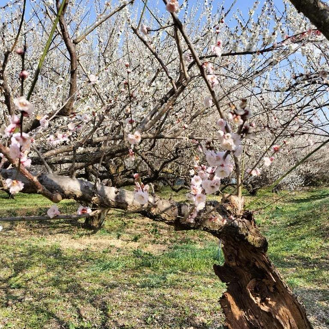 榛名梅林で梅のお花見して登利平の鳥めし弁当でランチ。晩ごはんはツルヤの戦利品並べての休日