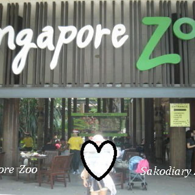 ﾟ･*:.｡. .｡.:*Singapore  Zoo゜･*:.｡. .｡.:*･゜