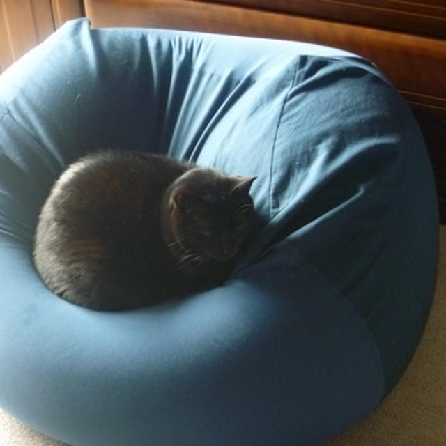 猫にもフィット