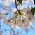 千本桜～FLAT HOUSE cafeへ。。。