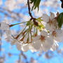 千本桜～FLAT HOUSE cafeへ。。。