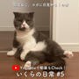 【YouTube更新】短足マンチカン「いくら」の日常 #5