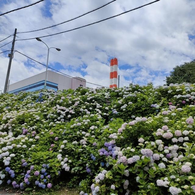 アジサイフェアにいく