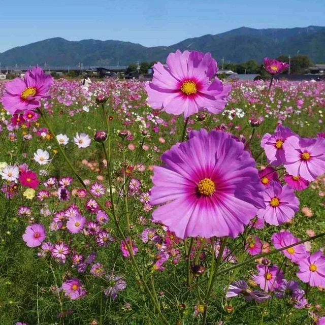 亀岡夢コスモス園
