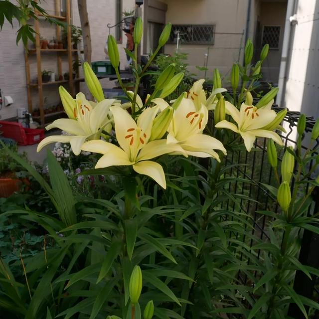 黄色い透かし百合2022