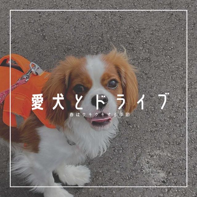 【愛犬と楽しくおでかけ】春はウキウキする季節｜日焼け対策も忘れずに｜日々の暮らし
