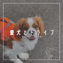 【愛犬と楽しくおでかけ】春はウキウキする季節｜日焼け対策も忘れずに｜日々の暮らし