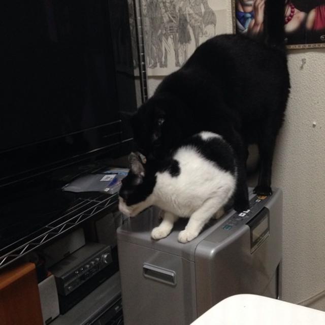 シチュー仕立てボンカレーゴールド