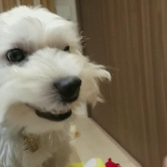 【ブランカの日記】すま～いる。