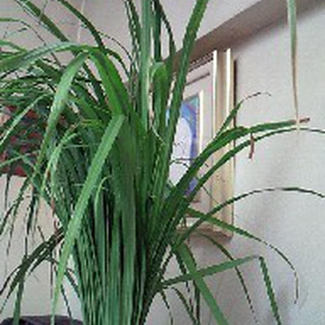 野草のように生ける、食べる？