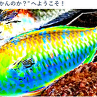 10月後半のルアーで釣れた松田川産アミメノコギリガザミのボイル