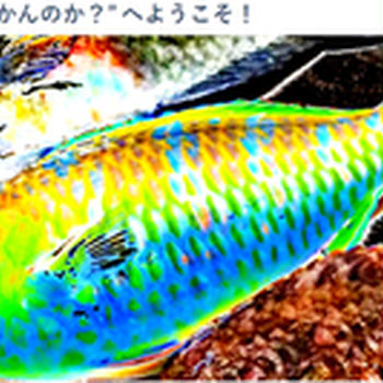 10月後半のルアーで釣れた松田川産アミメノコギリガザミのボイル