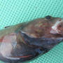 【魚の観察】ドンコくらべ