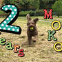 Buon 2° Compleanno di MOKO 🐶モコ２歳の誕生日🎂