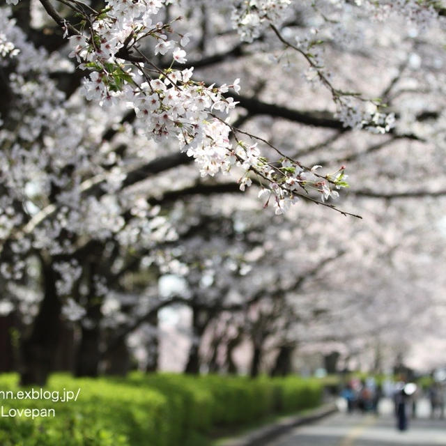 憩いの桜並木