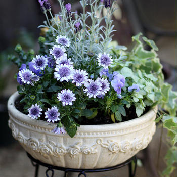 Spring Flowers 春の寄せ植え*