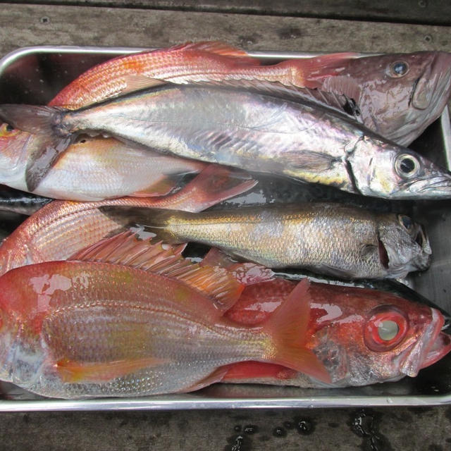 【伊豆・稲取】端境期の桃源郷．．．色々狙ってみました。