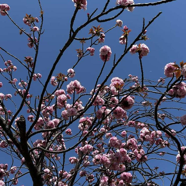 夏日！アスパラ、ニラ収穫～八重桜
