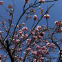 夏日！アスパラ、ニラ収穫～八重桜