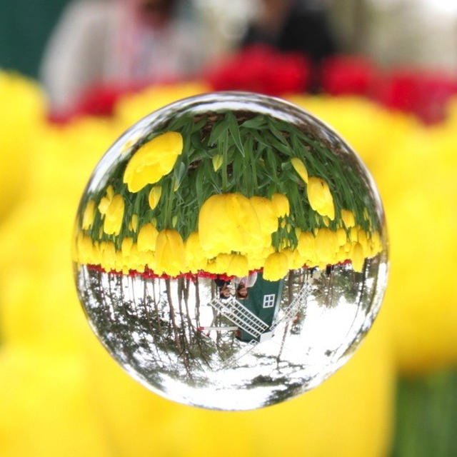 心弾む春の花♪