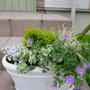 薄紫の寄せ植え#最近撮った写真は