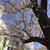SAKURA〜