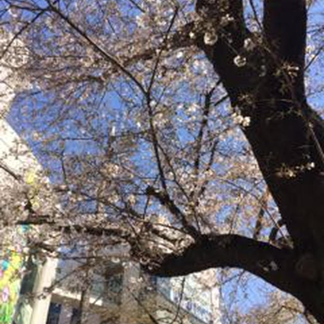 SAKURA〜
