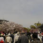 造幣局　桜の通り抜け