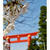【京都桜情報】平安神宮と平野神社