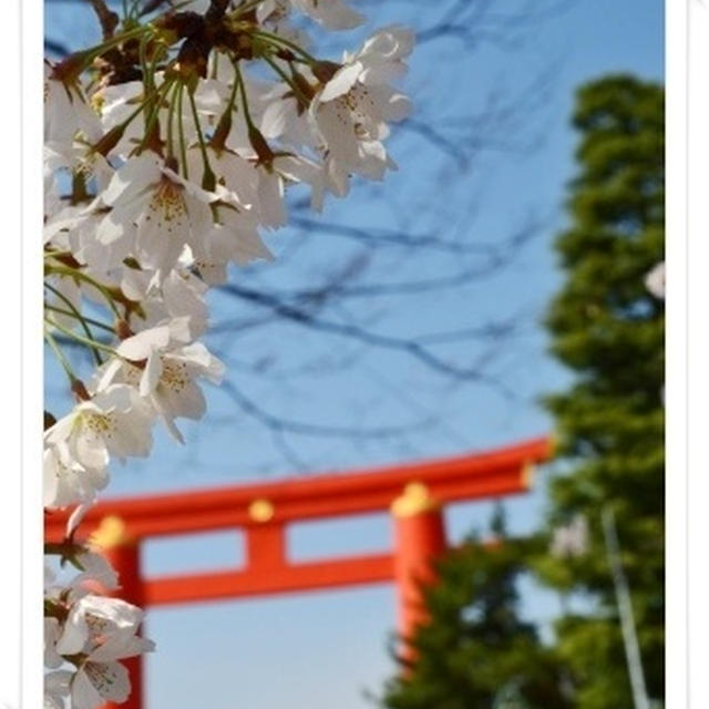 【京都桜情報】平安神宮と平野神社
