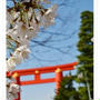 【京都桜情報】平安神宮と平野神社