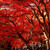 ■【デジブックムービー】にて紅葉狩り　１１月１８日【大山阿夫利神社／大山寺／昼食】など♪