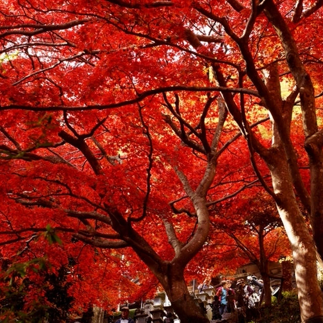 ■【デジブックムービー】にて紅葉狩り　１１月１８日【大山阿夫利神社／大山寺／昼食】など♪