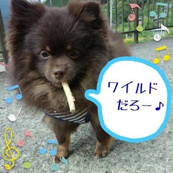 ランくん。
