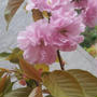関山桜（かんざんざくら）が満開に