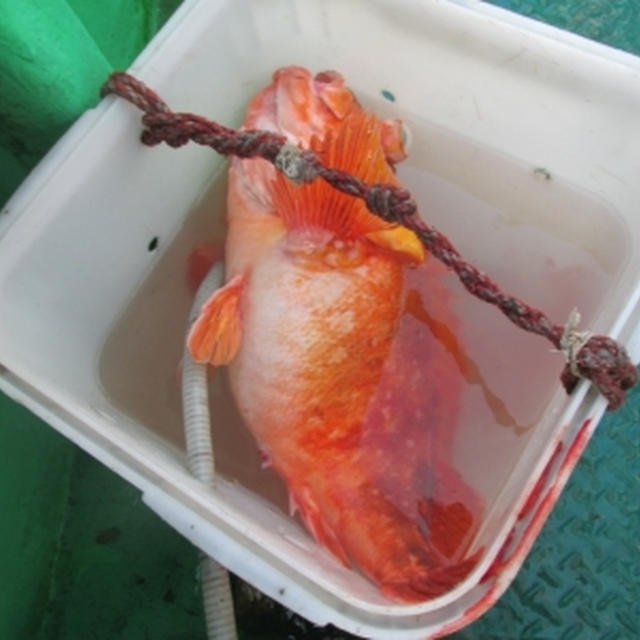 【外房・大原】夏の根魚祭りに行ってきました！
