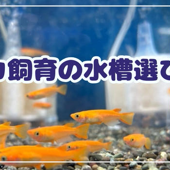 メダカ飼育の水槽の選び方とおすすめの水槽まとめ