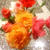 サハラという薔薇 ♡