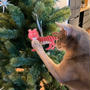 クリスマスツリーを出したけど、飾りはツルツルテンになるかもしれない…
