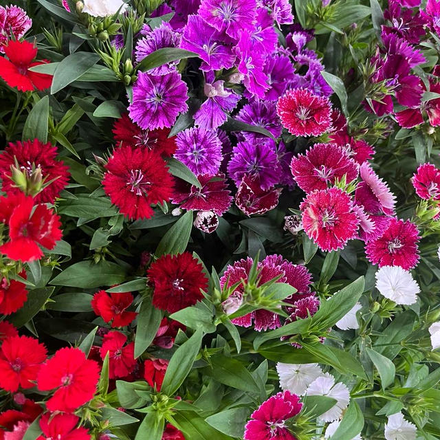 百花繚乱、
