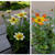 ポット苗たち、最近撮った写真#ameba写真部