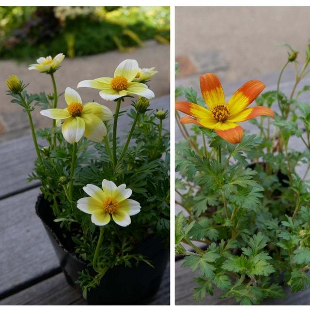 ポット苗たち、最近撮った写真#ameba写真部