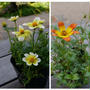 ポット苗たち、最近撮った写真#ameba写真部