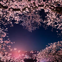 2025　一目千本桜、白石城のサクラ。