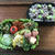 お弁当（枝豆と雑穀米）
