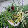 チョコレートコスモスの寄せ植え#最近撮った写真は