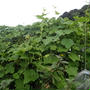 今週の収穫野菜（9月中旬）☆新ショウガの試し採り！